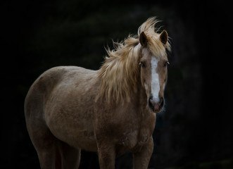Beautiful mustang mare 