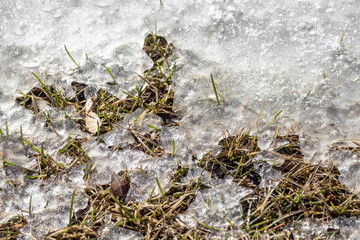 Snow is gradually melting on the lawn.