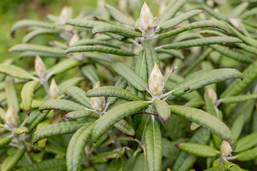 Rhododendron Flower Bud. Pink Azalea in the flower garden.Rhododendron bud in a garden. closed rhododendron buds. Bud waiting to bloom in the spring.rhododendron bushes