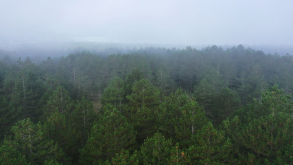 Fototapeta na wymiar Aerial view of pine and fir-tree forest in mist early morning. Mysterious cloudy and foggy weather. Grahovo village, Montenegro nature. Drone flies in clouds above rare spruces. 4k.