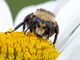 P1010046 portrait of a yellow-faced bumblebee Bombus vosnesenskii on daisy flower cECP 2020