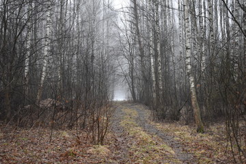 Fog in the morning spring forest