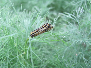 Caterpillar crawling on dill in the garden
