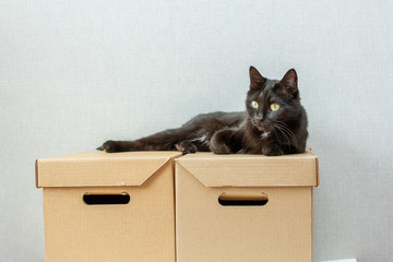 Elegant black cat with yelow eyes lies on cardboard box