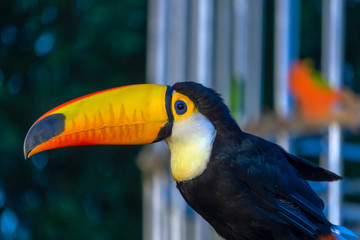 colorful bird of paradise