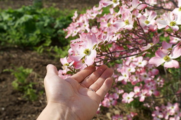Fototapeta na wymiar Japanese spring pink dogwood flower