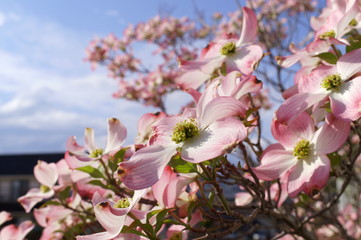 Japanese spring pink dogwood flower