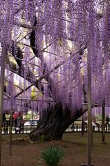 Japanese park with wisteria flowers