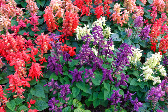 The colorful flowers is called Scarlet sage. Salvia splendens is a group of lamiaceae