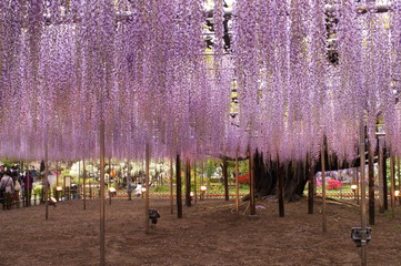 Japanese park with wisteria flowers