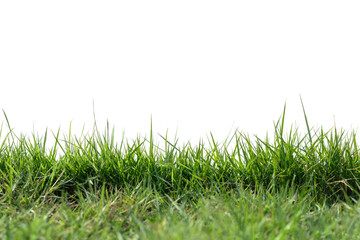 Green grass, isolated on a white background