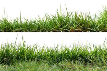 Grass isolated on white background
