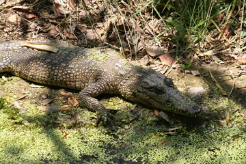big crocodile in alert position 