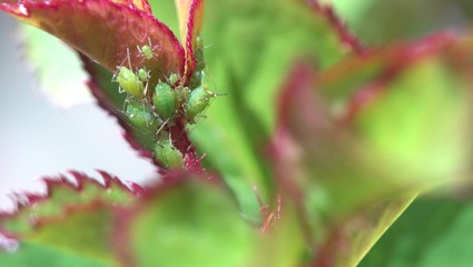 Aphid. Insects that affect roses are often considered pests. Hand-pumped sprayer. Using pesticides on the garden. Protection of roses from vermin and diseases