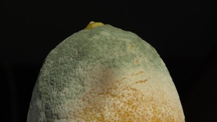 The growth of mold in the lemon close up. Mold on the food macro. Food loss and waste