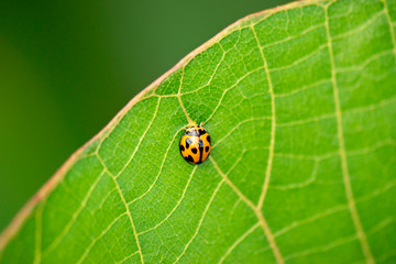 Orange Ladybug also known as Halyzia sedecimguttata.