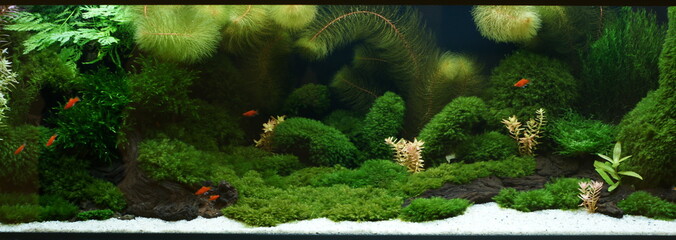 decorative aquarium with lots of plants