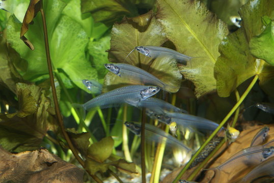 Kryptopterus bicirrhis, often called the glass catfish