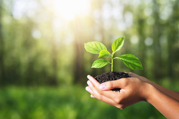 plant growing in hand on green nature with sunlight background. eco environment concept