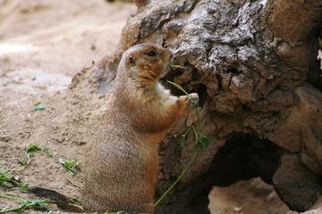 Pocket gophers in wild habitat eating grass