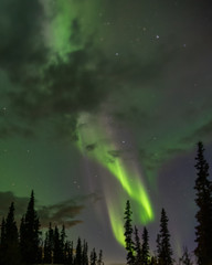 Aurora Borealis Northern Lights Yukon Territory Canada with spruce tree silhouette and boreal forest in view. Stars shining bright with purple colors.