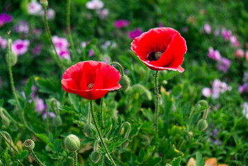 Red Poppy Flower in the Outdoor Nature Garden.