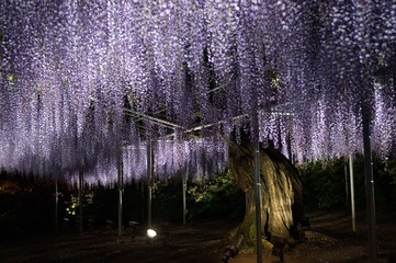 Botanical Garden in full bloom at night