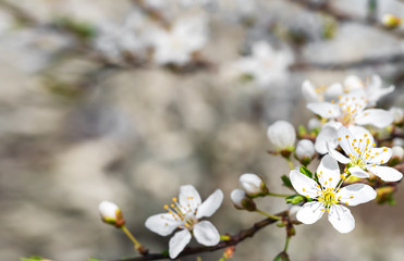 A branch of a blossoming apple tree, blurred background. Spring flowering trees in the garden. Close-up, shallow depth of field.
