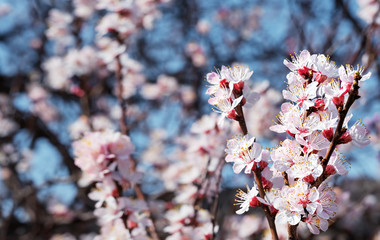 Branches of blooming wild apricot on a background of blue sky. Early spring, flowering trees in the garden. Close-up, shallow depth of field.