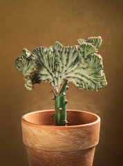 Euphorbia lactea in the pot. Grafted Coral Cactus. © Maksim Shebeko