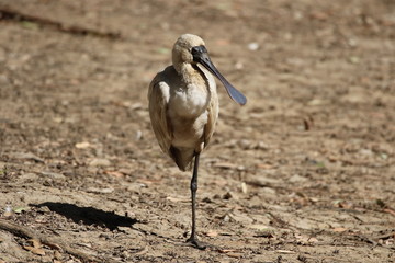 Royal Spoon Bill Nurragingy reserve