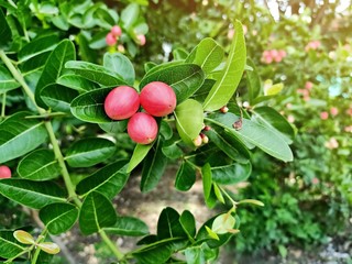 Mango yawning lime boo on tree.Is a fruit that has a pinkish red color.It is herbal fruit.