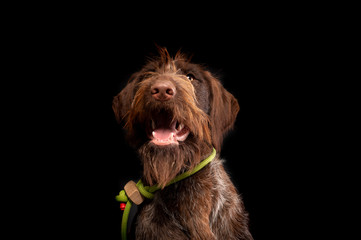 Portrait of young hunting dog, German Wirehaired Pointer