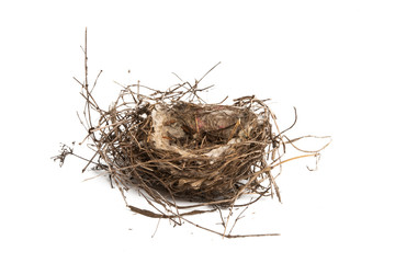 bird nest isolated