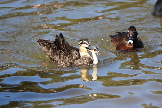 Don't Feed The Ducks Bread, Not Good For Their Health