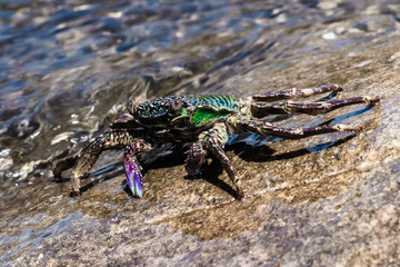 Green crab in the surf