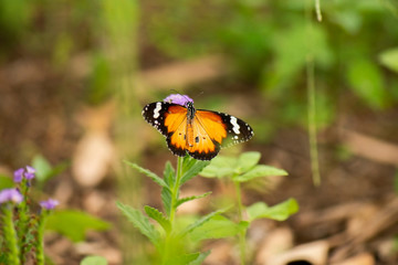 Lesser Wanderer Butterfly also known as Danaus chrysippus.