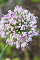 Top view of blooming arrow of onion.