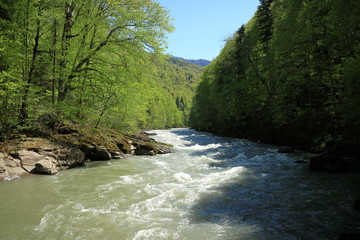 Mountain river in the background of the forest. Fast flow. Strong current.