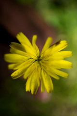 A Yellow Coloured Sunflower