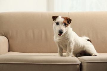 Adorable Jack Russell Terrier on sofa at home. Lovely dog