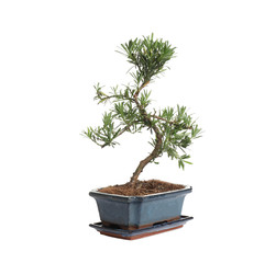 Japanese bonsai plant isolated on white. Creating zen atmosphere at home