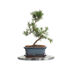 Japanese bonsai plant isolated on white. Creating zen atmosphere at home