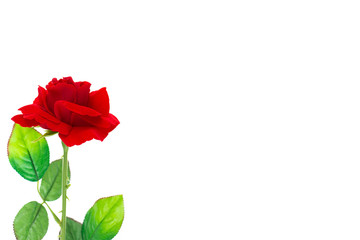 red rose with leafs isolated on white background.
