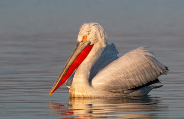 Fototapeta na wymiar Dalmatian Pelican of Kerkini Lake