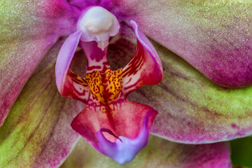 macro flower nature plant orchid