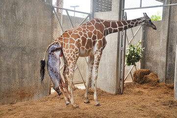 Baby giraffe is giving birth on the land