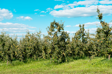 Fototapeta premium apple garden on a sunny day