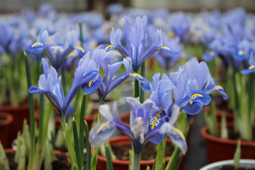 Close-up of small iris sprouts with soft blue flowers in pots in the greenhouse for sale