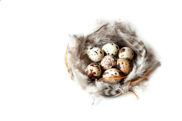 Naklejka na ściany i meble quail eggs and feathers on white background